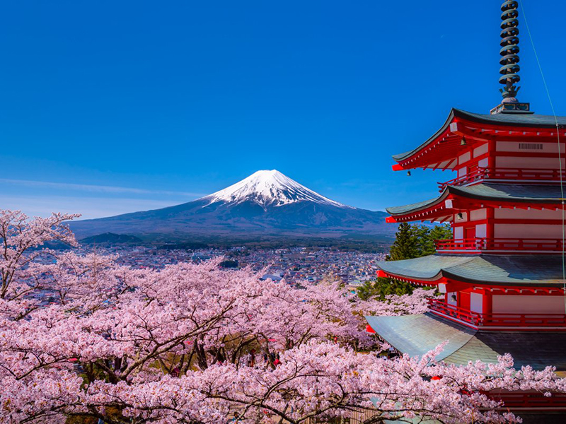 新倉山浅間公園桜まつり